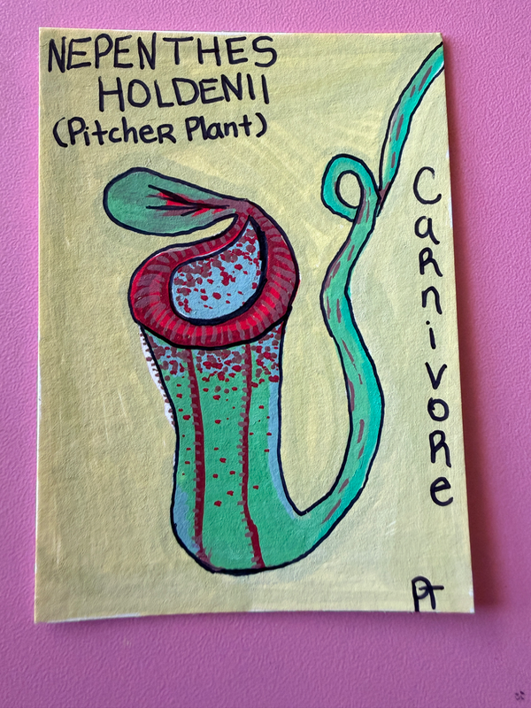 Eat Me Original ACEO|Pitcher Plant aceo art card