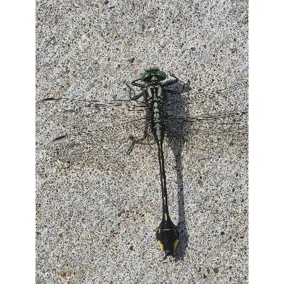 Cobra Clubtail Dragonfly aceo art card thumbnail 5