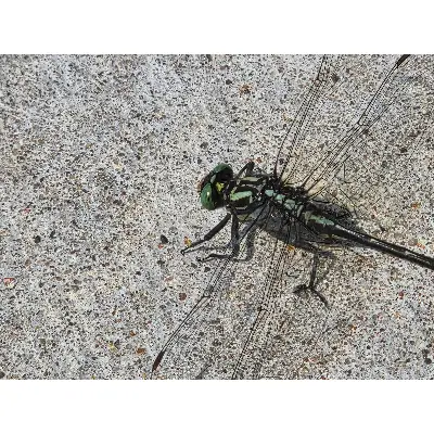 Cobra Clubtail Dragonfly aceo art card thumbnail 4
