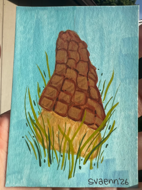 Morel mushroom aceo art card