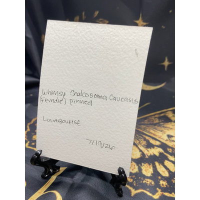 Whimsy Chalcosoma caucasus (Female) aceo art card thumbnail 2
