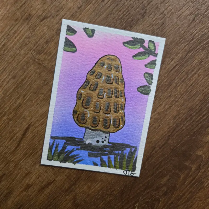 Morel aceo art card
