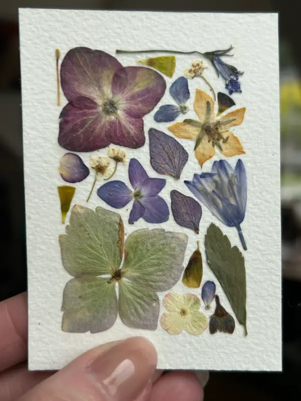 Pressed Flowers #2 aceo art card
