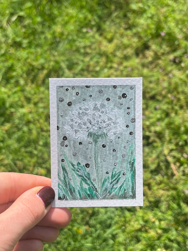 Make a Wish - Dandelion Study aceo art card