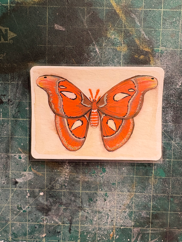 Atlas Moth aceo art card