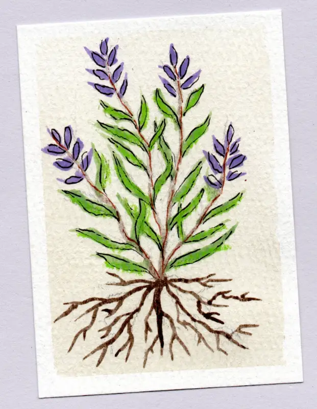 Russian Sage aceo art card
