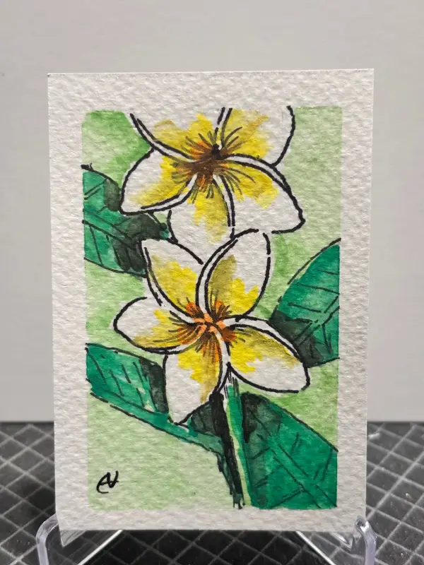 Yellow/White Plumeria Flower "The Bloom" aceo art card