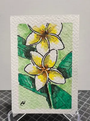Yellow/White Plumeria Flower "The Bloom" aceo art card thumbnail 1