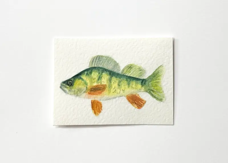 "Perch" Green Fish aceo art card