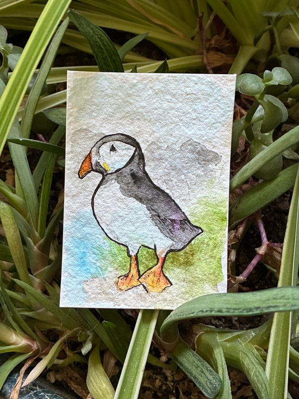 Puffin aceo art card