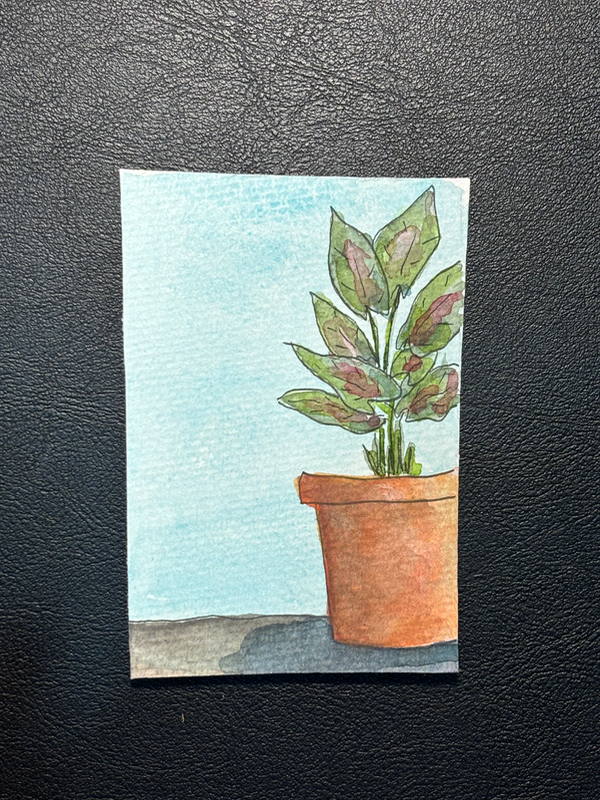 Arrowhead Plant aceo art card