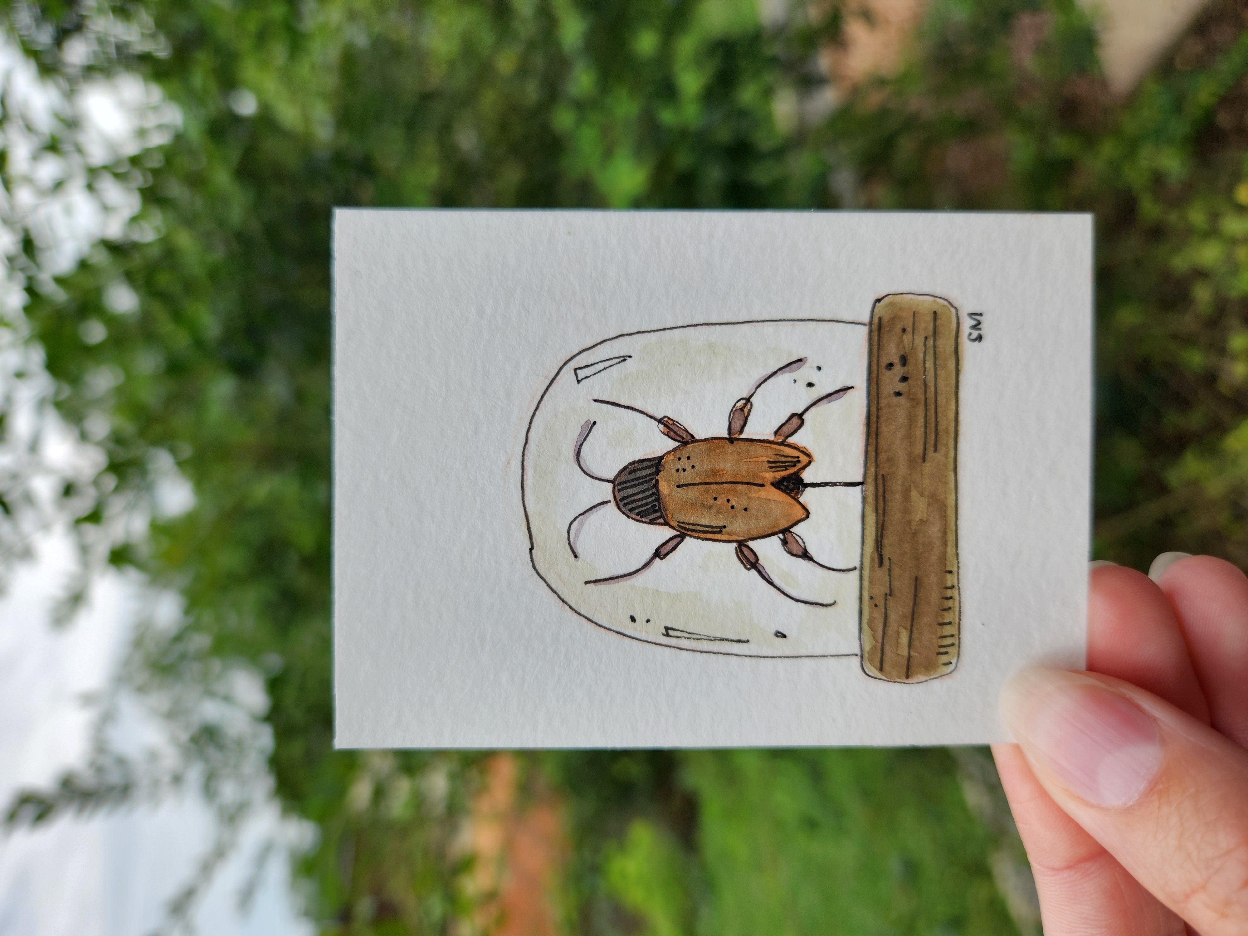 Cloche Beetle aceo art card