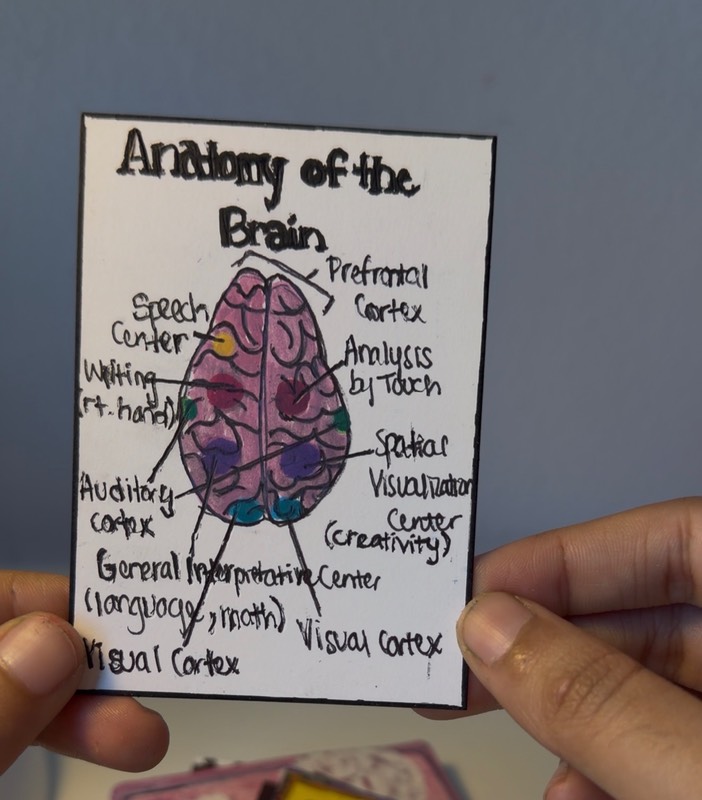 Anatomy Poster of Brain ACEO Medical School Series aceo art card