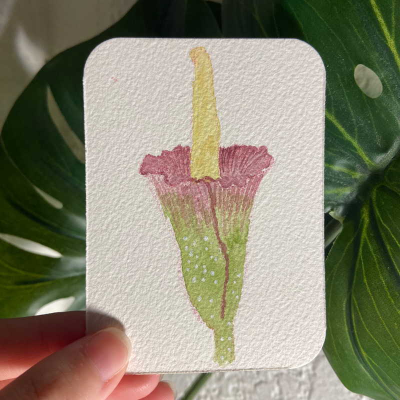 titan arum aceo art card