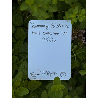 Blooming Blueberries 3/3 aceo art card thumbnail 2