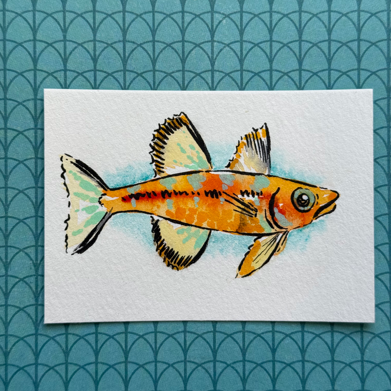 Orange and Teal Fish aceo art card