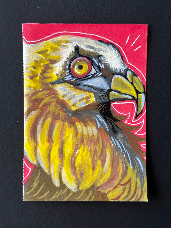 Bearded Vulture aceo art card