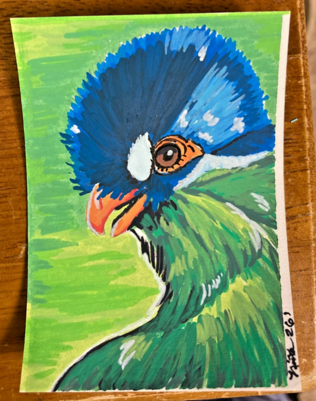 Hartlaub’s Turaco Bird ACEO Artwork by Nina Bolen Original Art OOAK Wildlife Art aceo art card