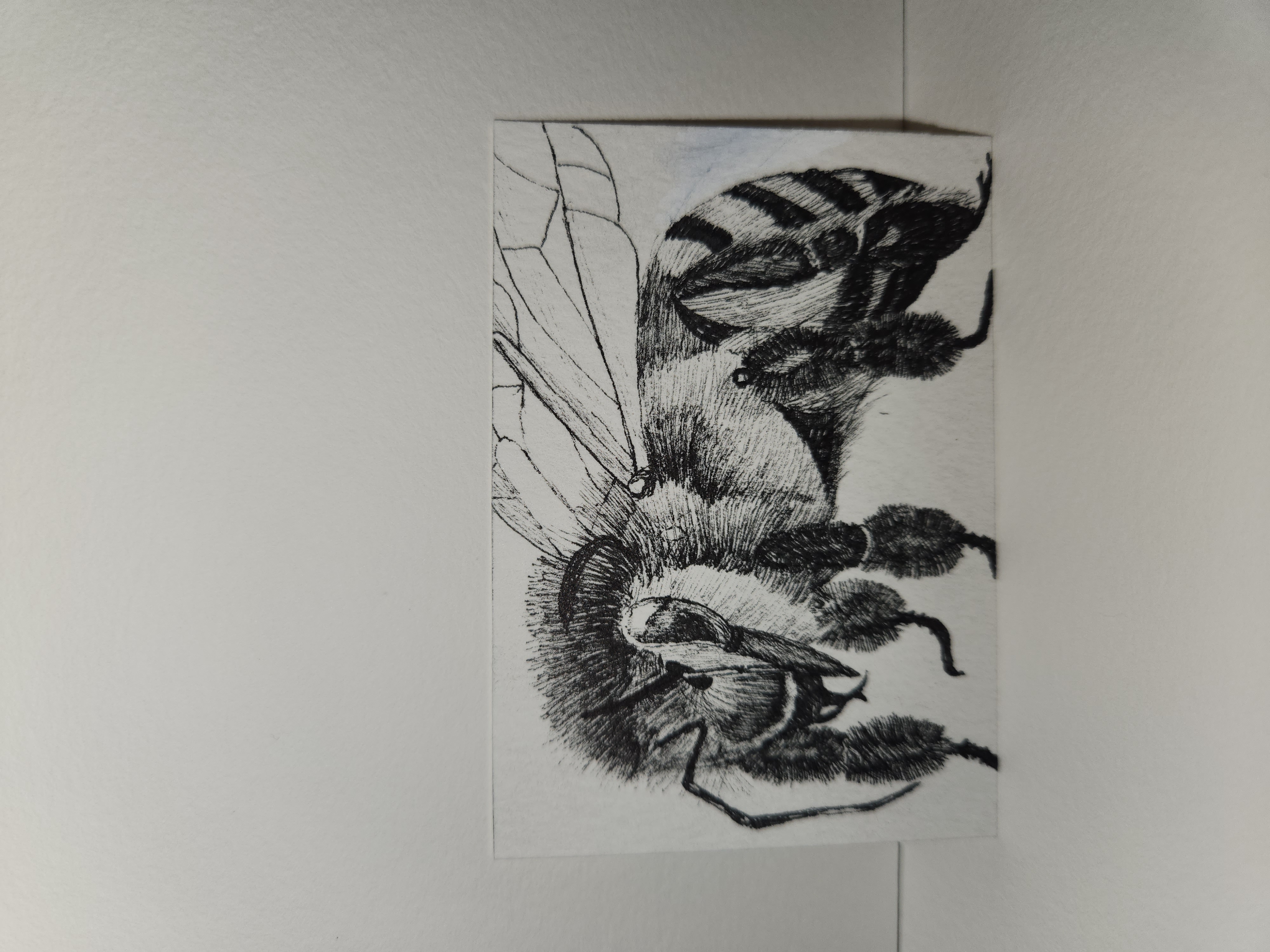 Busy Bee aceo art card