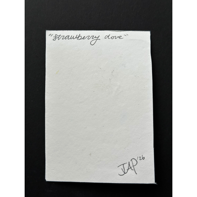 Strawberry Dove aceo art card thumbnail 2