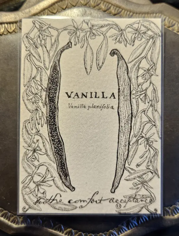 VANILLA Scientific Name & Common Uses Witchy Herbs Collection 1/12 aceo art card