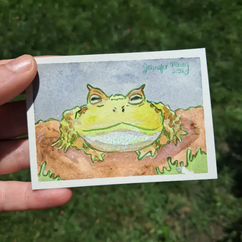 Argentinian Horned Frog, Frog Series #1 aceo art card