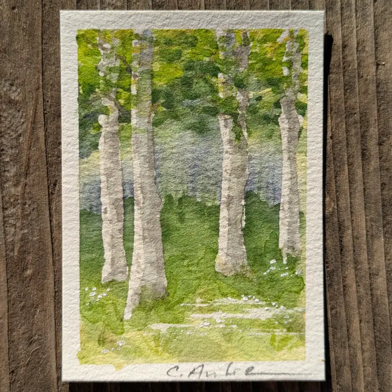 Birch Forest #2 aceo art card