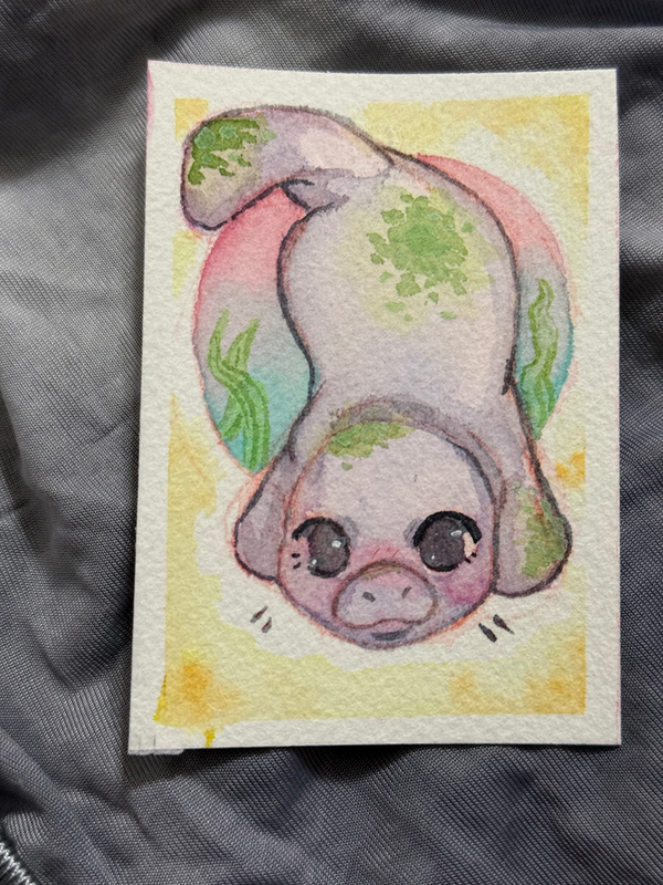 Peaceful Manatee aceo art card