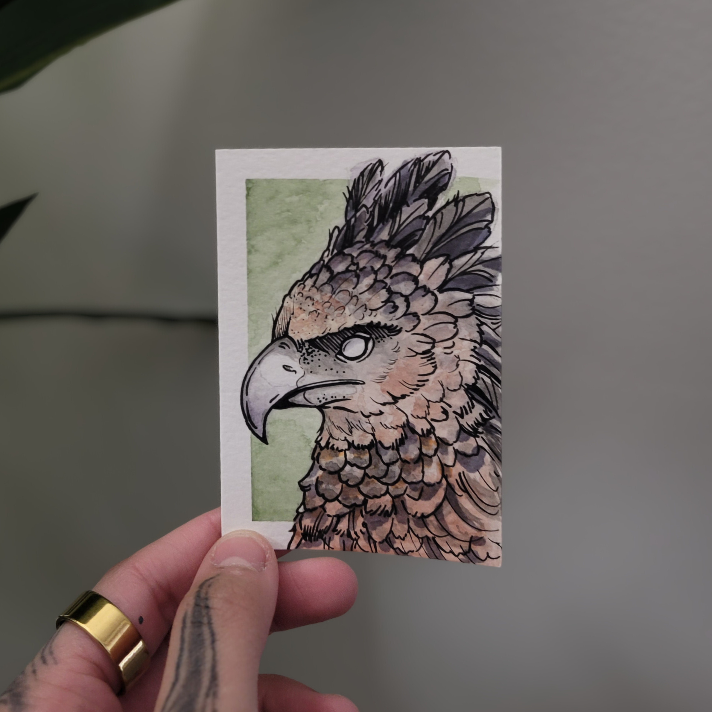 Harpy Eagle aceo art card