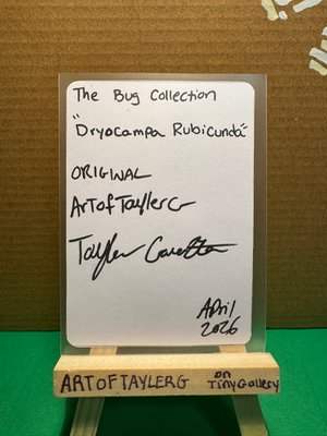 Dryocampa Rubicunda aceo art card thumbnail 2