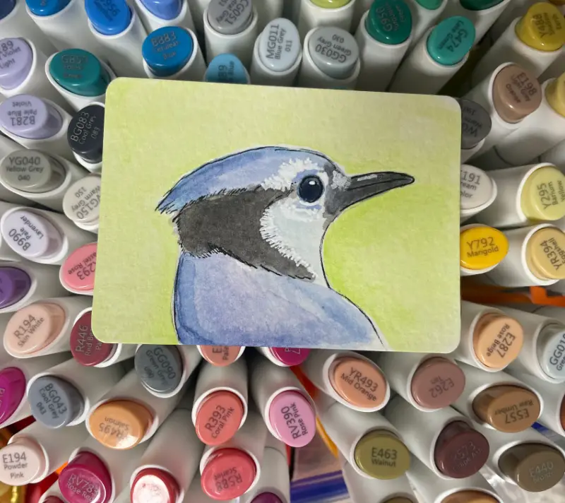 Watercolor Blue Jay aceo art card