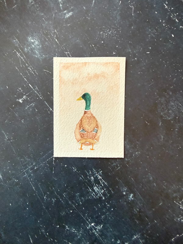 Indignant Mallard (Rear View) aceo art card