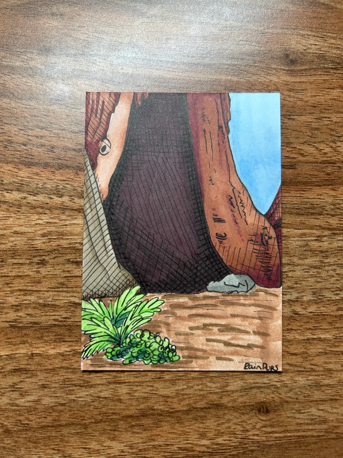 Redwood Tree Crevice aceo art card