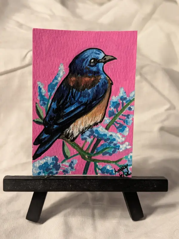 Western Bluebird on Pink background and blue flowers aceo art card