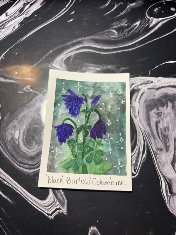 ‘Black Barlow’ Columbine aceo art card
