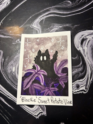 Spooky Baby: Sweet Potato Vine aceo art card thumbnail 1