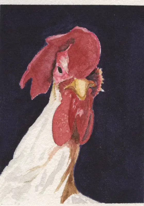 Confident Cockerel aceo art card