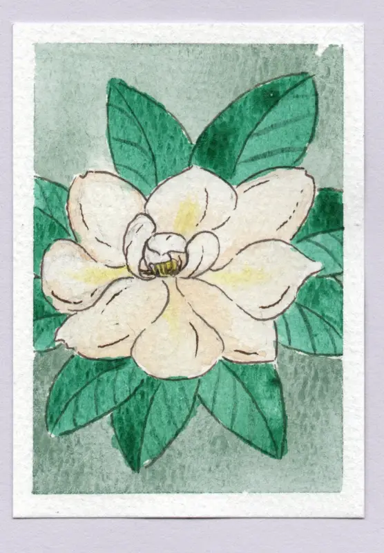 Magnolia aceo art card