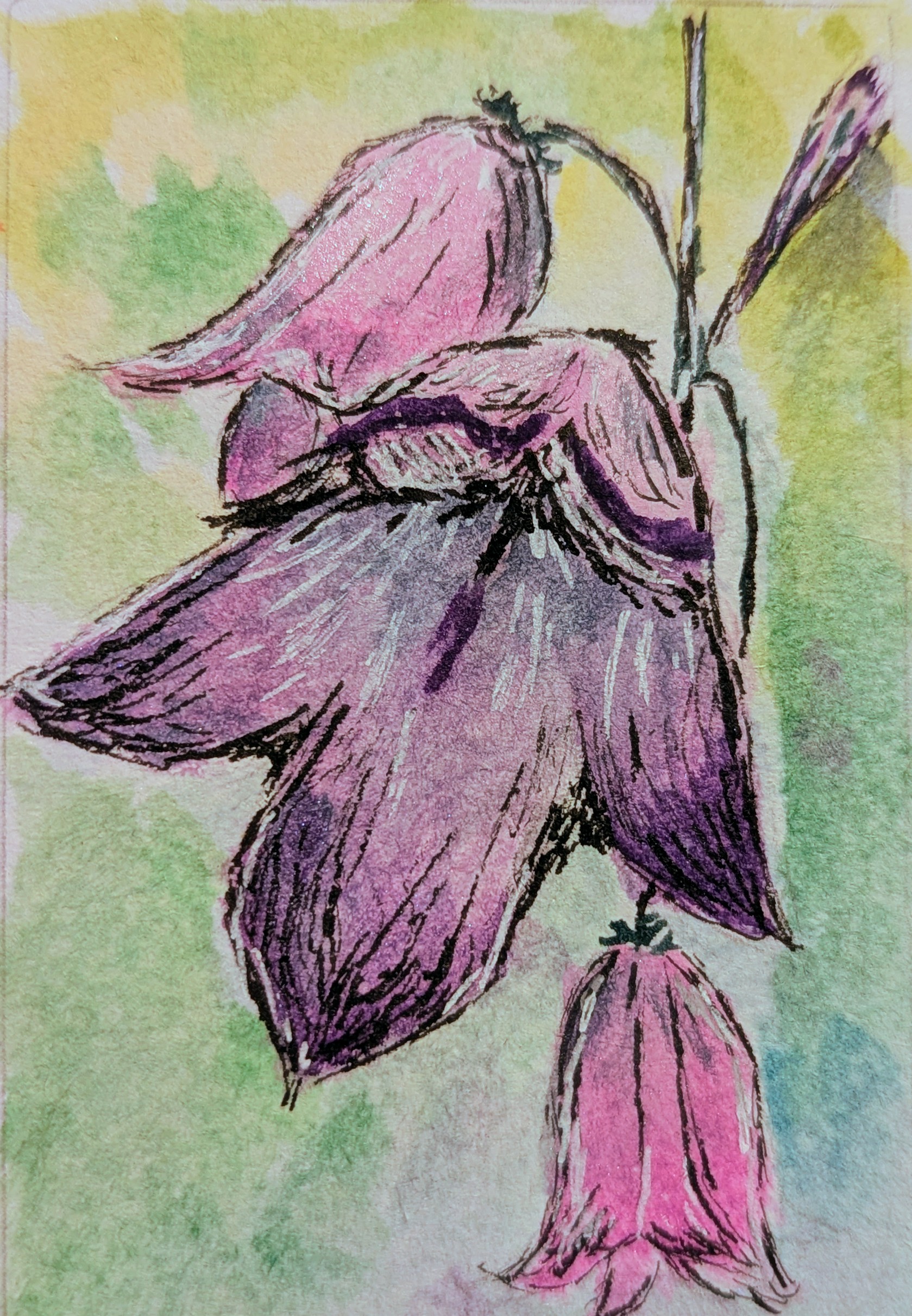 Colorado Harebells aceo art card
