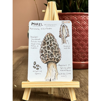 Morel Mushroom Field Note aceo art card thumbnail 2