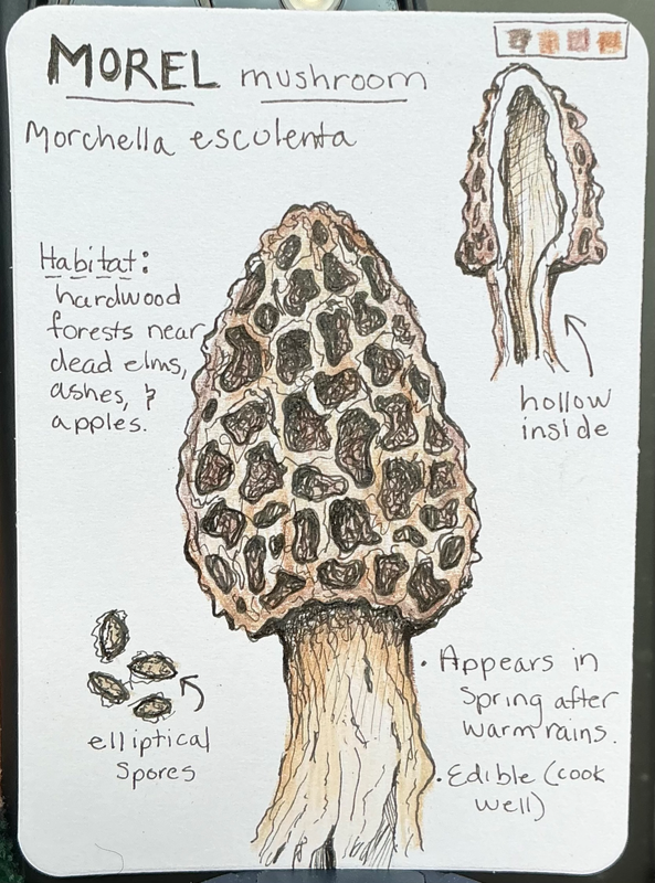 Morel Mushroom Field Note aceo art card
