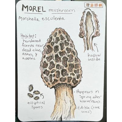 Morel Mushroom Field Note aceo art card thumbnail 1