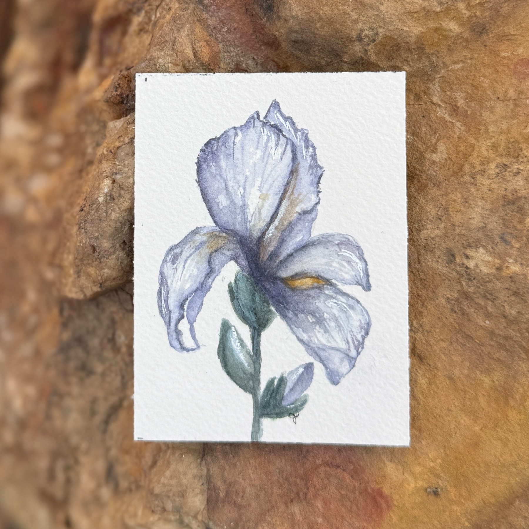 Louisiana Iris aceo art card