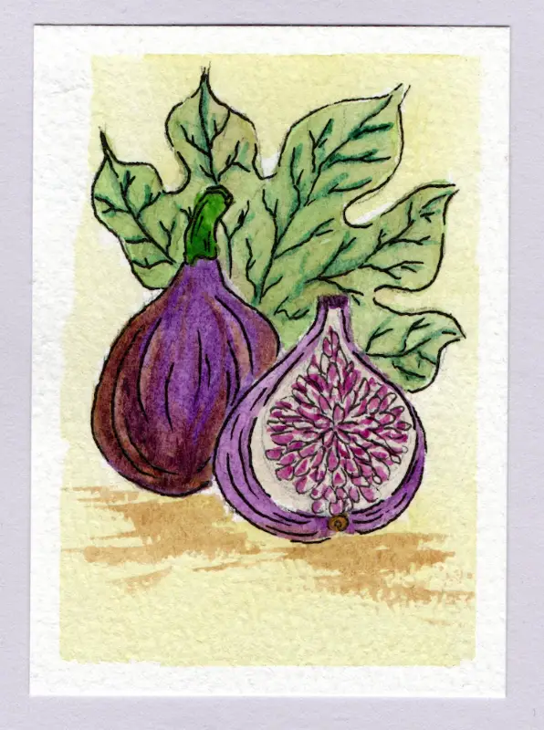 Figs aceo art card