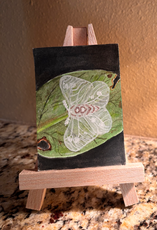 Lymantrine moth aceo art card