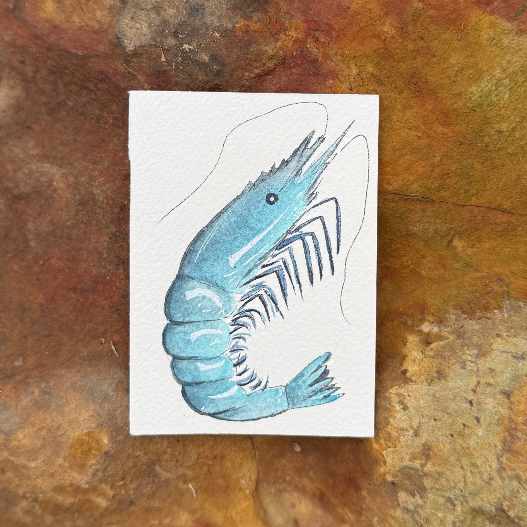Blue Shrimp aceo art card