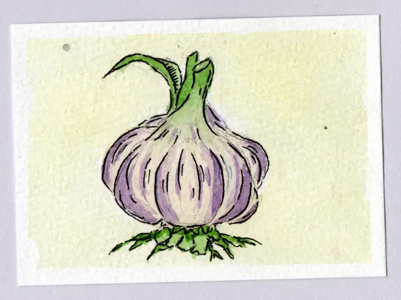 GARLIC aceo art card