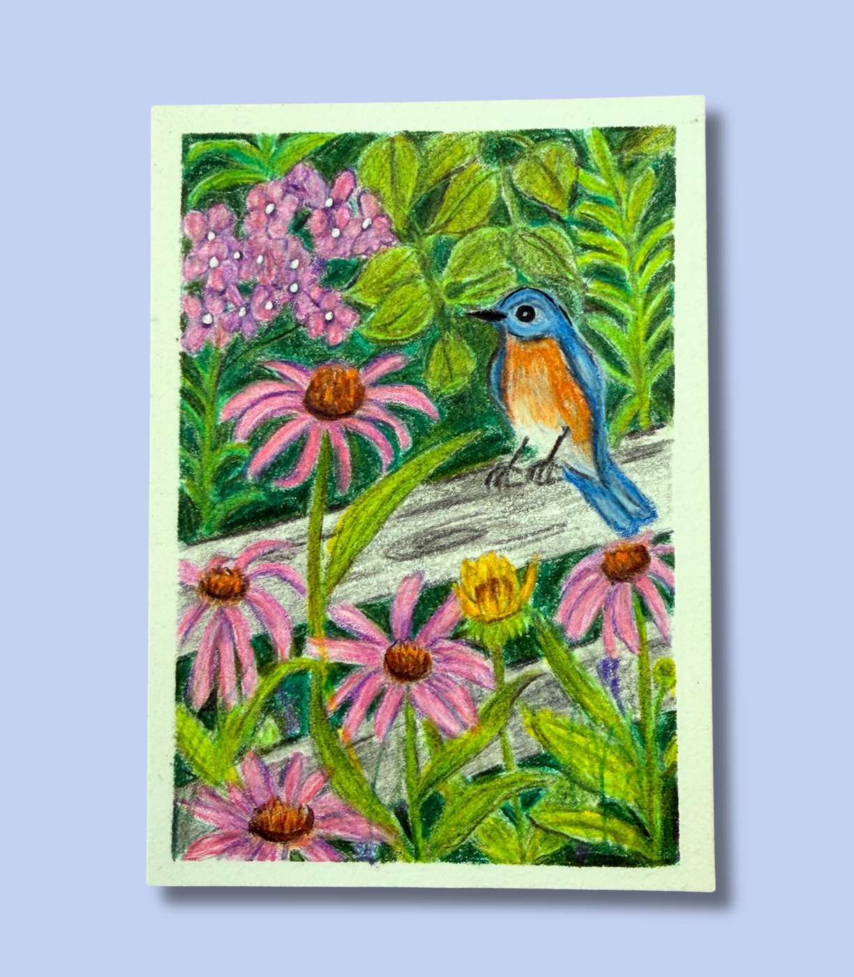Bluebird and Wildflowers - Original ACEO - Colored Pencil on Illustration Board aceo art card