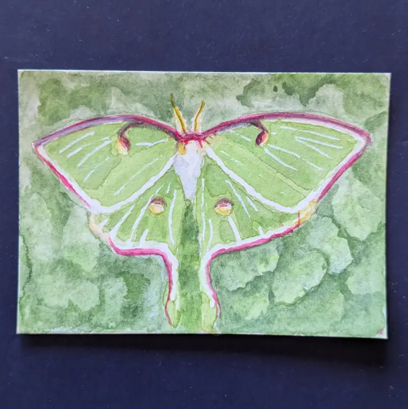 ACEO Original Watercolor Painting of a Green Luna Moth aceo art card