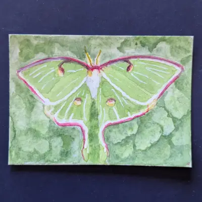 ACEO Original Watercolor Painting of a Green Luna Moth aceo art card thumbnail 1